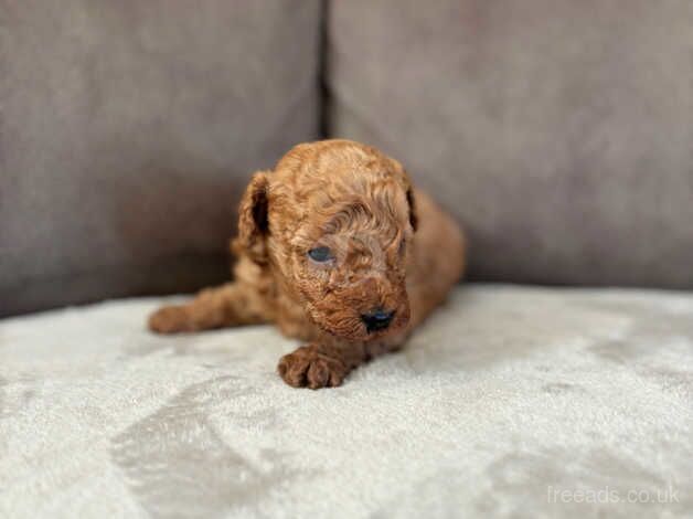 Poodle puppies for sale in Hillingdon, Hillingdon, Greater London - Image 3