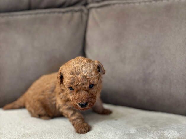 Poodle puppies for sale in Hillingdon, Hillingdon, Greater London - Image 4