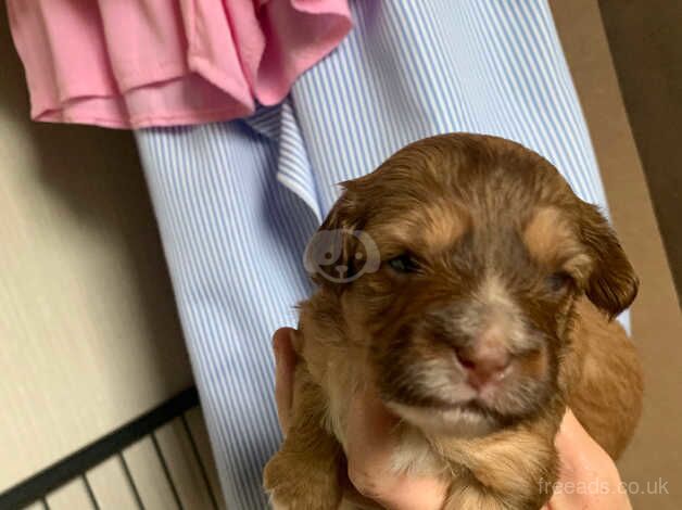 Poodle puppies for sale in Sheerness, Kent