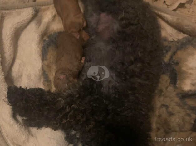 Poodle puppies for sale in Sheerness, Kent - Image 2