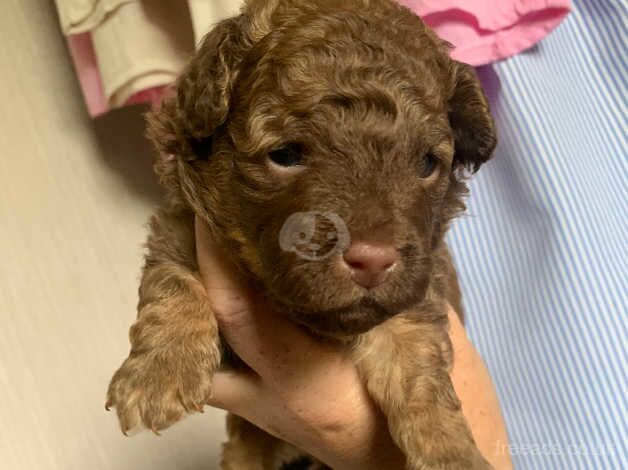 Poodle puppies for sale in Sheerness, Kent - Image 3