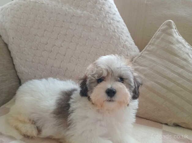 poodle puppies --last boy reduced-- for sale in Tredegar, Blaenau Gwent - Image 1