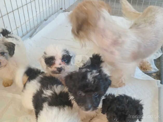 poodle puppies --last boy reduced-- for sale in Tredegar, Blaenau Gwent - Image 2