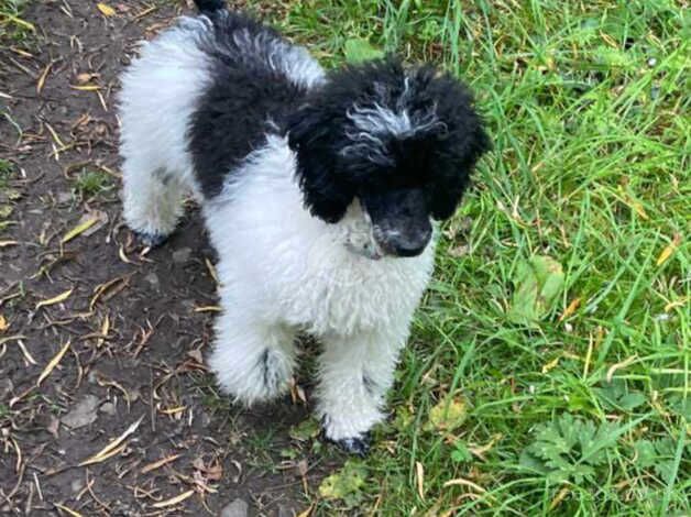 poodle puppies --last boy reduced-- for sale in Tredegar, Blaenau Gwent - Image 3