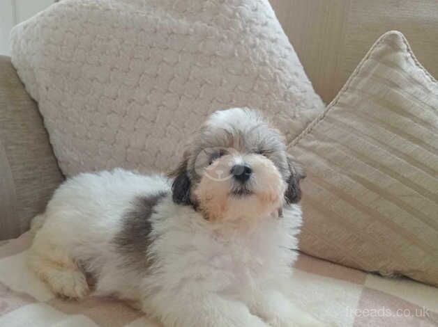 poodle puppies --last boy reduced-- for sale in Tredegar, Blaenau Gwent - Image 4