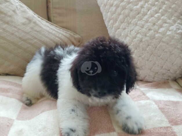 poodle puppies --last boy reduced-- for sale in Tredegar, Blaenau Gwent - Image 5