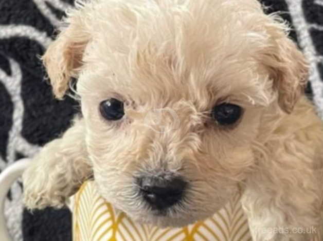 Poodle puppies ready to find forever homes for sale in Rotherham, South Yorkshire - Image 1