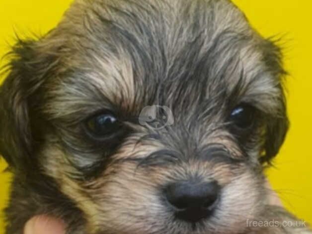 Poodle puppies ready to find forever homes for sale in Rotherham, South Yorkshire - Image 3