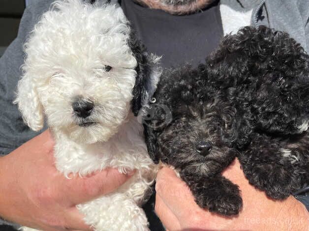 Poodle puppies waiting to go to there forever loving home for sale in Cambridge, Scottish Borders