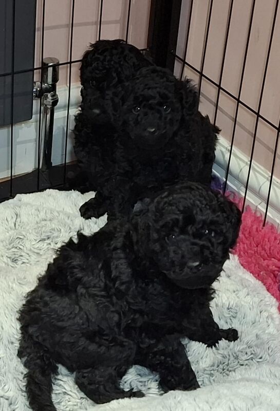 Poodle puppy girl available for sale in Dundee City