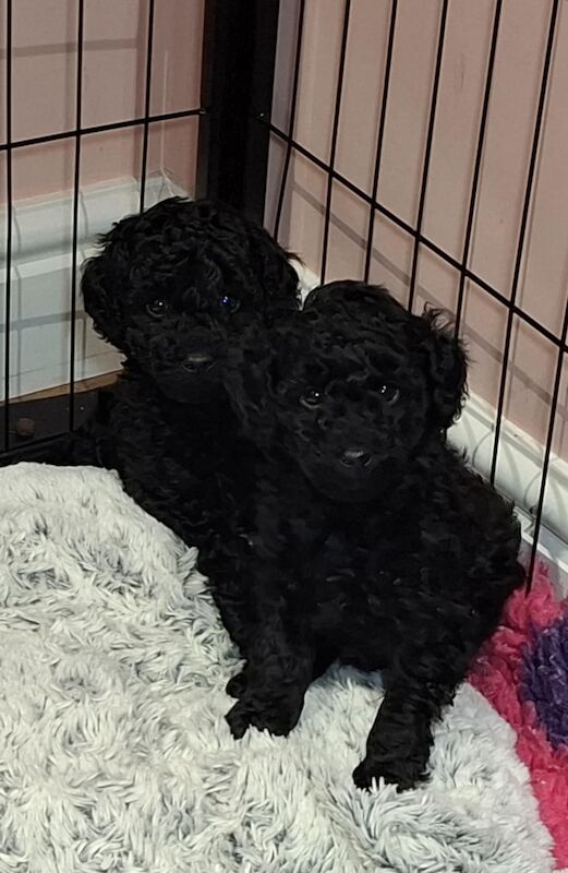 Poodle puppy girl available for sale in Dundee City - Image 2