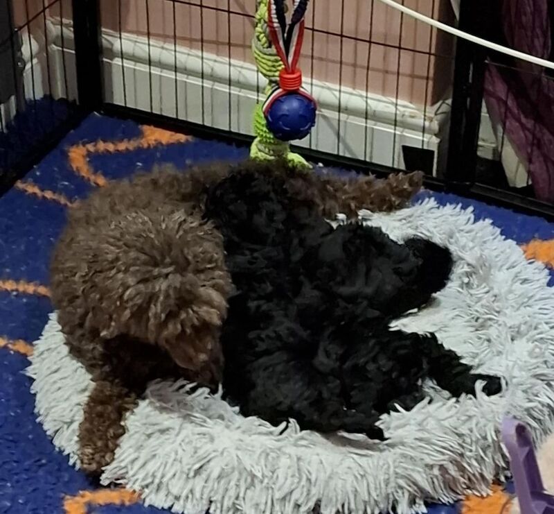 Poodle puppy girl available for sale in Dundee City - Image 3