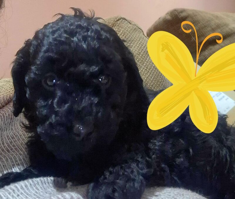 Poodle puppy girl available for sale in Dundee City - Image 4