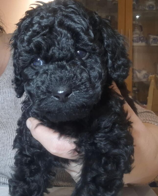 Poodle puppy girl available for sale in Dundee City - Image 5