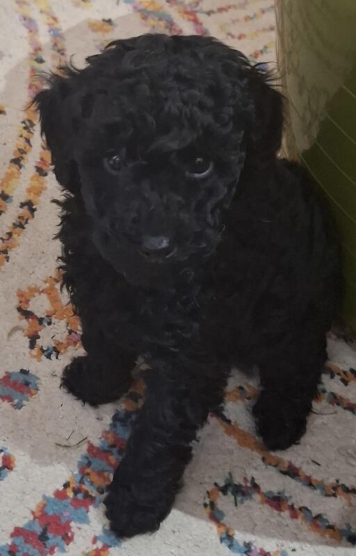 Poodle puppy girl available for sale in Dundee City - Image 6