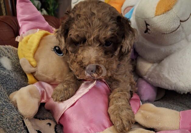 Poodle puppys for sale in Scunthorpe, Lincolnshire