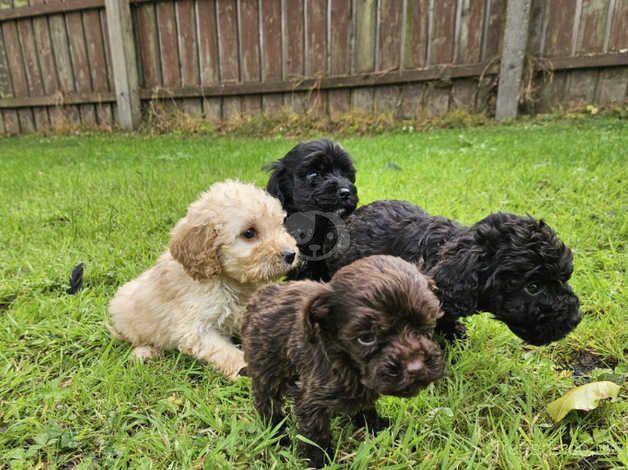 Poodle pups for sale in Dungannon - Image 1