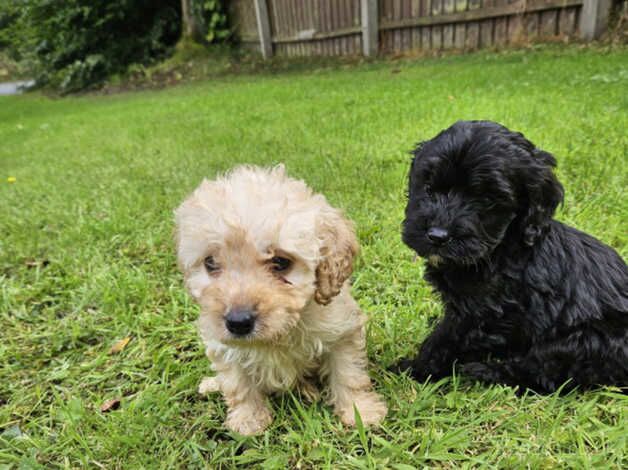 Poodle pups for sale in Dungannon - Image 2