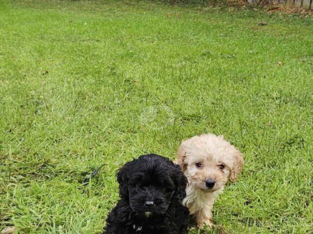 Poodle pups for sale in Dungannon - Image 3