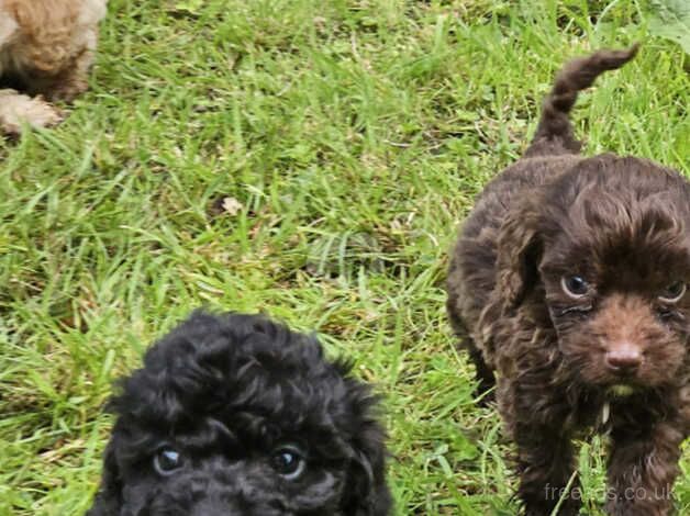 Poodle pups for sale in Dungannon - Image 4