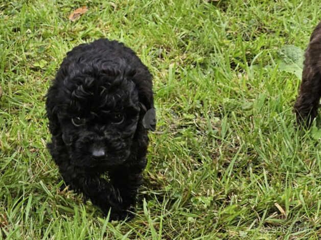 Poodle pups for sale in Dungannon - Image 5