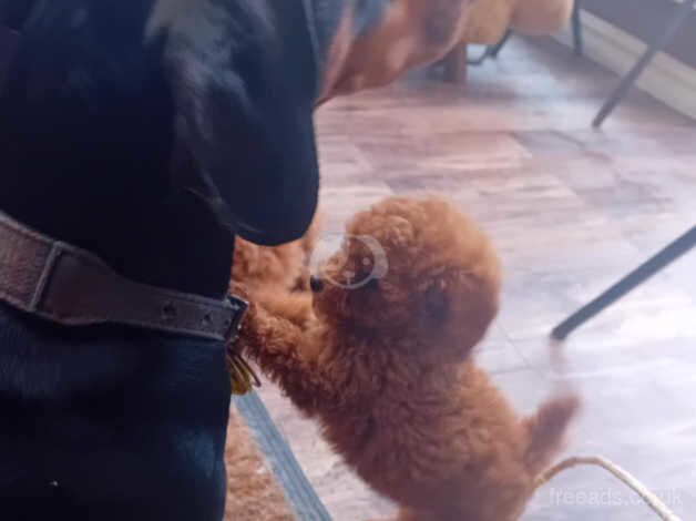 Poodle (Toy) puppies (reds) Top quality for sale in Ferryhill, Aberdeen City