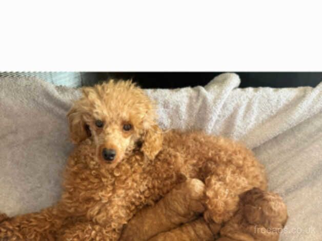 Poodle (Toy) puppies (reds) Top quality for sale in Ferryhill, Aberdeen City - Image 3