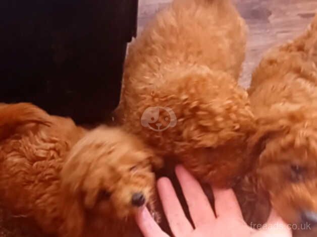 Poodle (Toy) puppies (reds) Top quality for sale in Ferryhill, Aberdeen City - Image 4