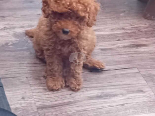 Poodle (Toy) puppies (reds) Top quality for sale in Ferryhill, Aberdeen City - Image 5