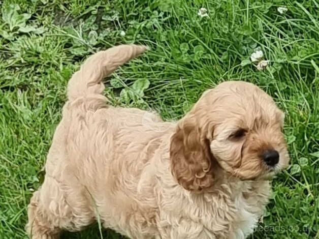 Poodle x cockailer for sale in Carmarthen/Caerfyrddin, Carmarthenshire