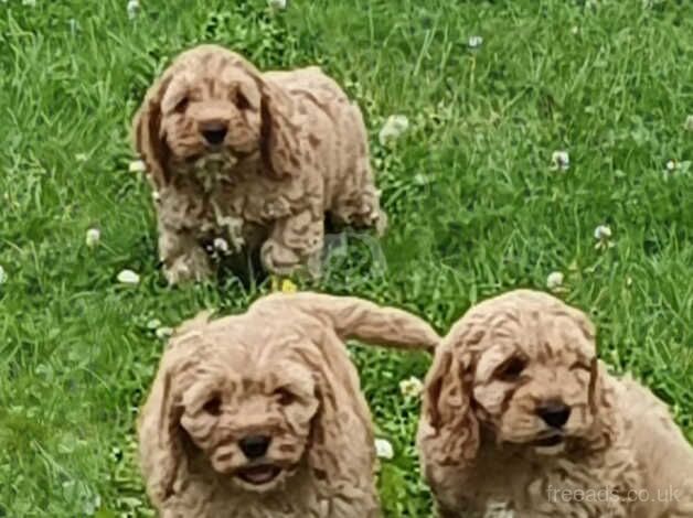 Poodle x cockailer for sale in Carmarthen/Caerfyrddin, Carmarthenshire - Image 3