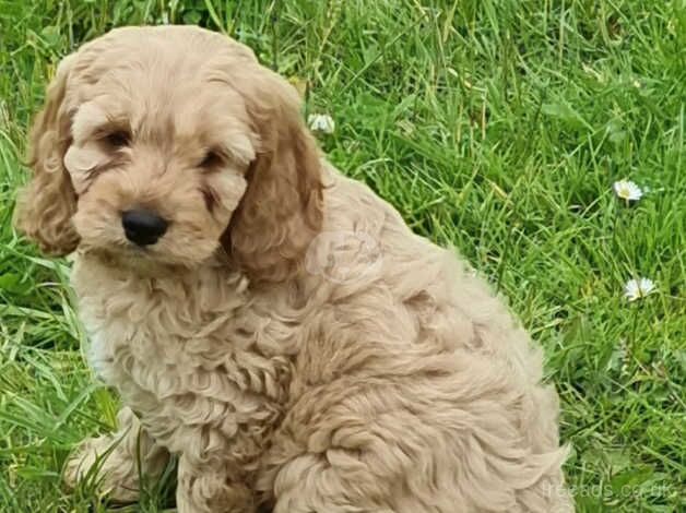 Poodle x cockailer for sale in Carmarthen/Caerfyrddin, Carmarthenshire - Image 4