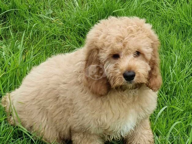 poodle x cockalier for sale in Carmarthen/Caerfyrddin, Carmarthenshire