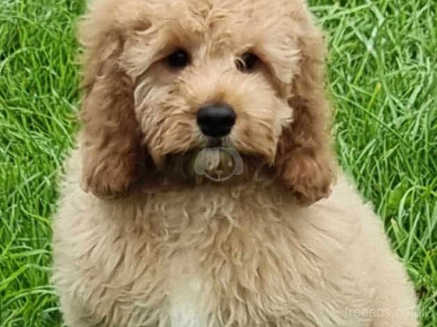 poodle x cockalier for sale in Carmarthen/Caerfyrddin, Carmarthenshire - Image 2