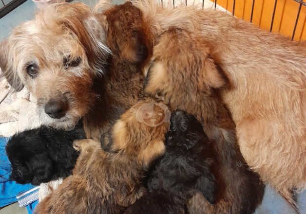 Poodles for sale in Ilminster, Somerset