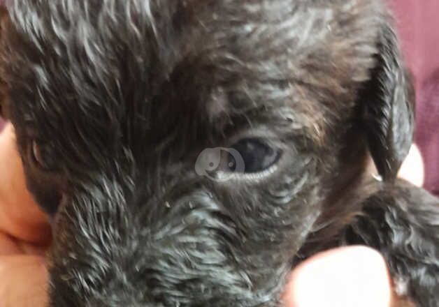 Poodle x Terrier for sale in Ilminster, Somerset - Image 4