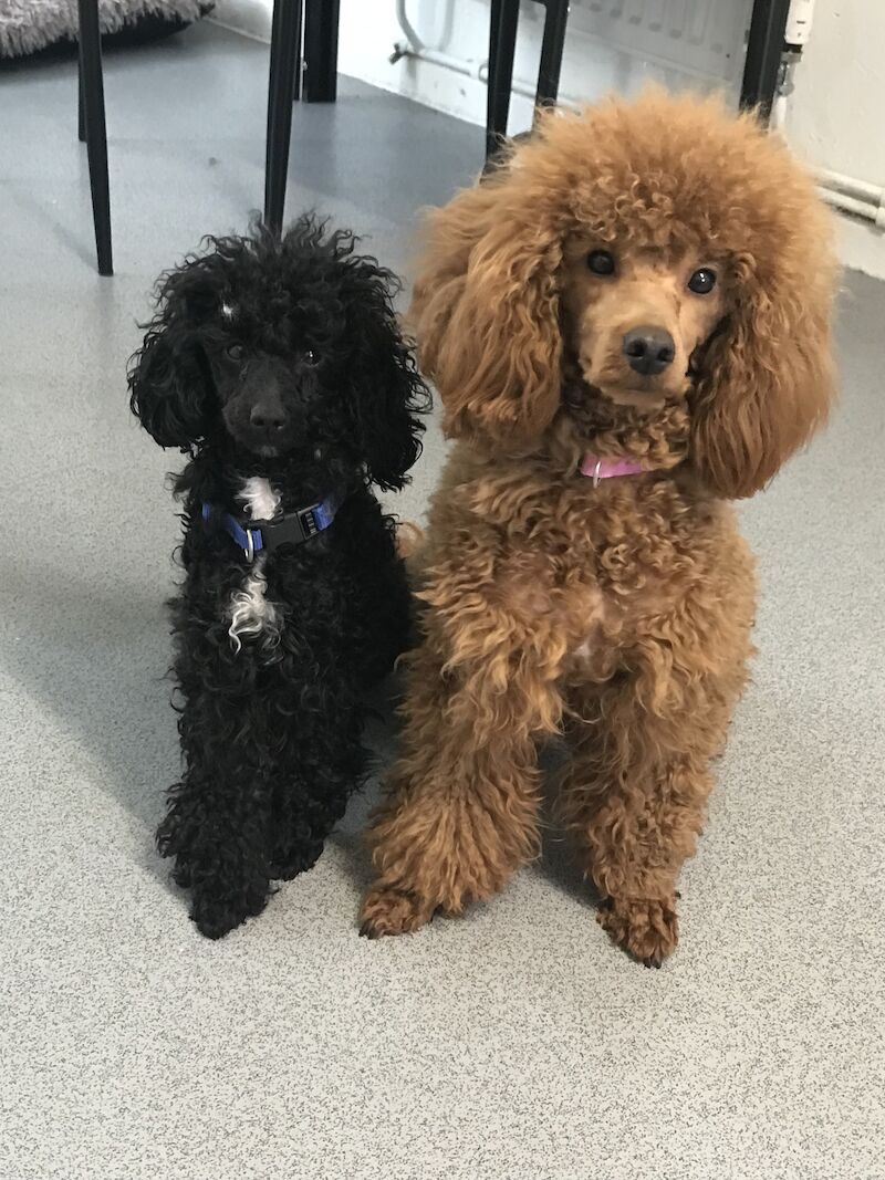 Poodles for sale in Preston, Lancashire - Image 5