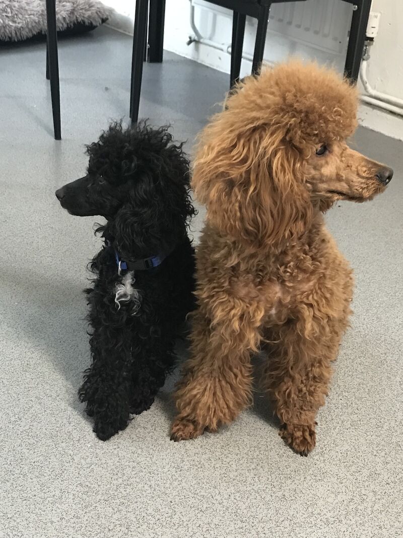 Poodles for sale in Preston, Lancashire - Image 6