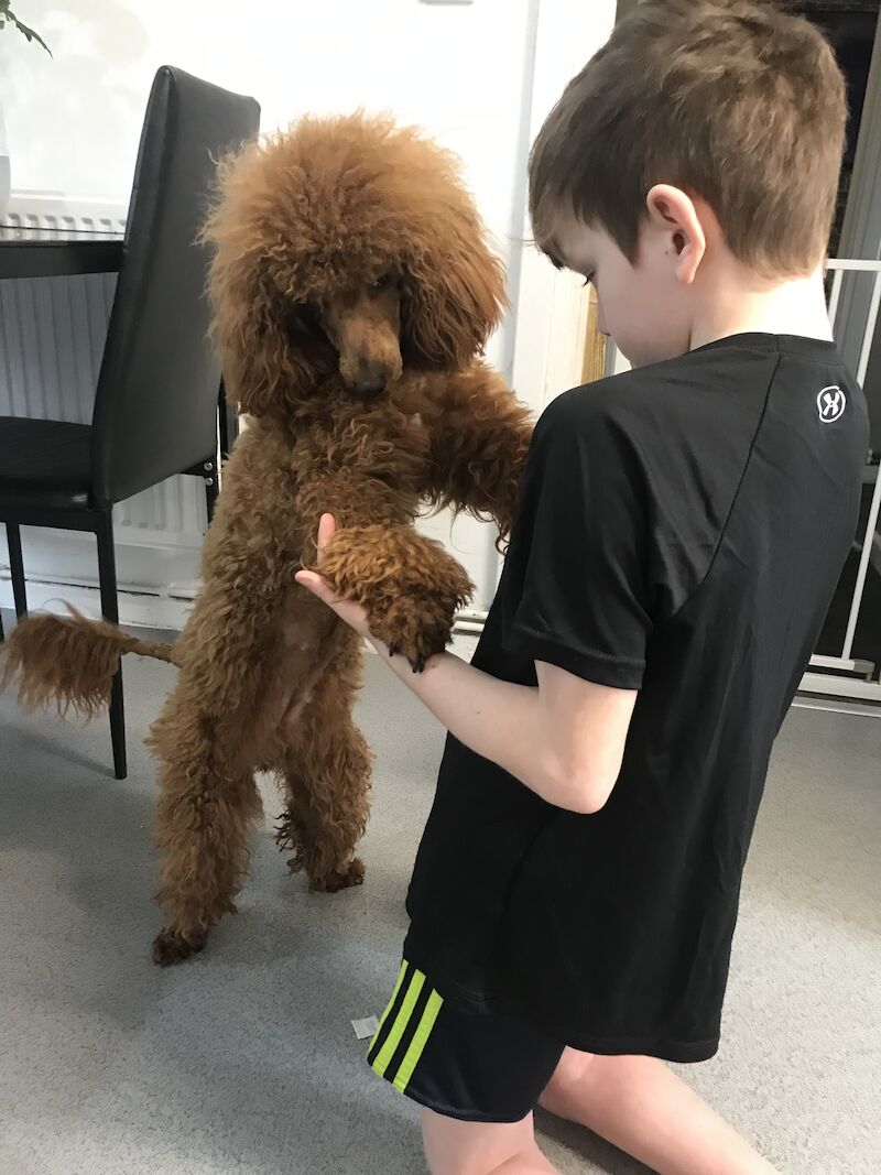 Poodles for sale in Preston, Lancashire - Image 8