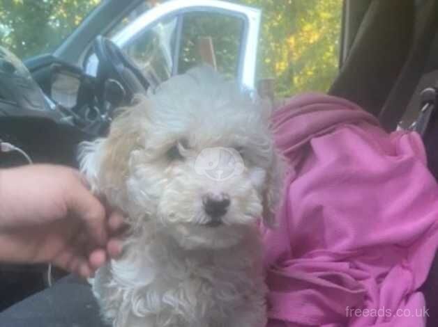 Poodles for sale in Gravesend, Kent - Image 2