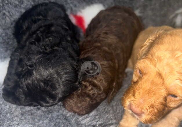 Poodles miniature for sale in Chelmsford, Essex