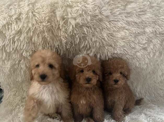 Poodles puppies for sale in Middlesbrough, North Yorkshire