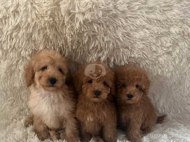 Poodles puppies for sale in Middlesbrough, North Yorkshire - Image 2