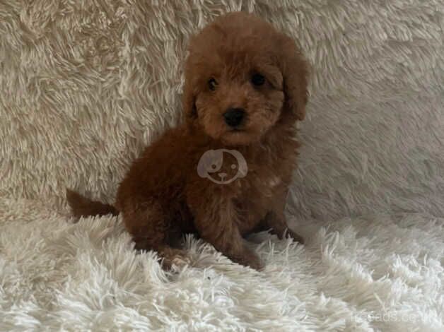 Poodles puppies for sale in Middlesbrough, North Yorkshire - Image 3