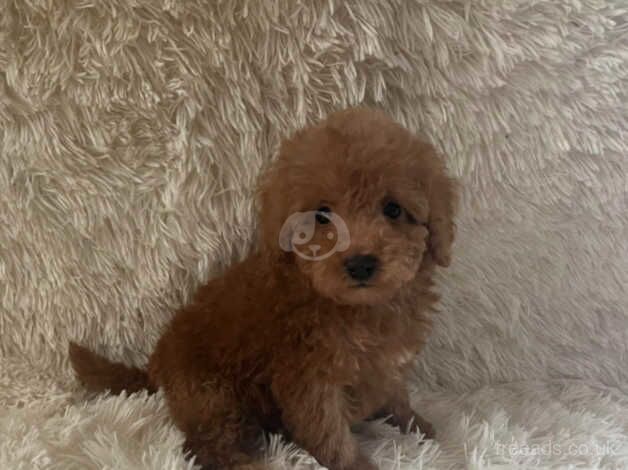 Poodles puppies for sale in Middlesbrough, North Yorkshire - Image 4