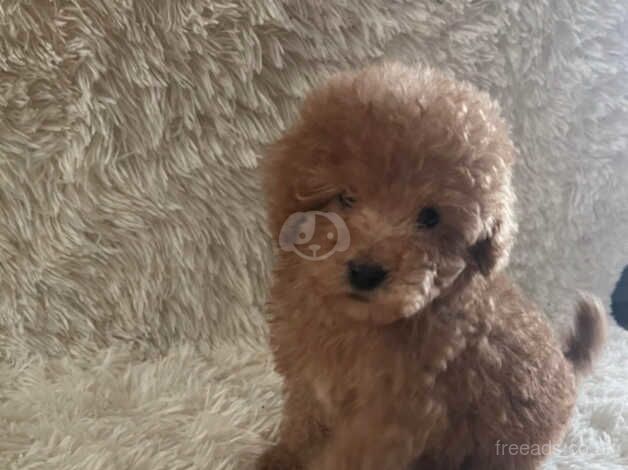 Poodles puppies for sale in Middlesbrough, North Yorkshire - Image 5