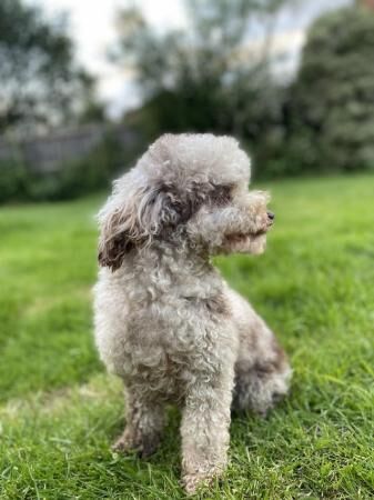 Pretty chocolate Merle toy poodle girl for sale in Basildon, Essex