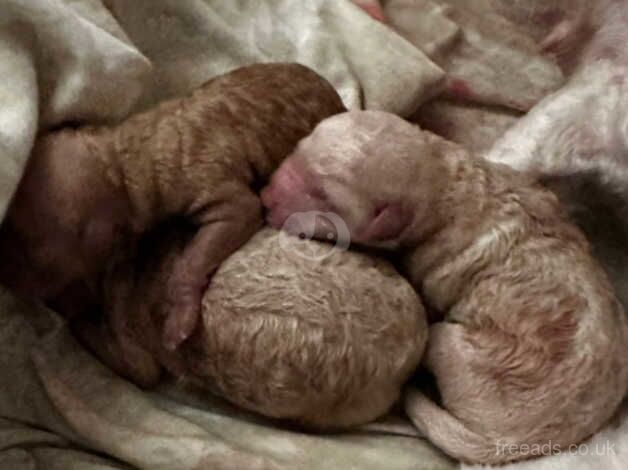 Puppies miniature poodles for sale in Bath, Somerset - Image 2