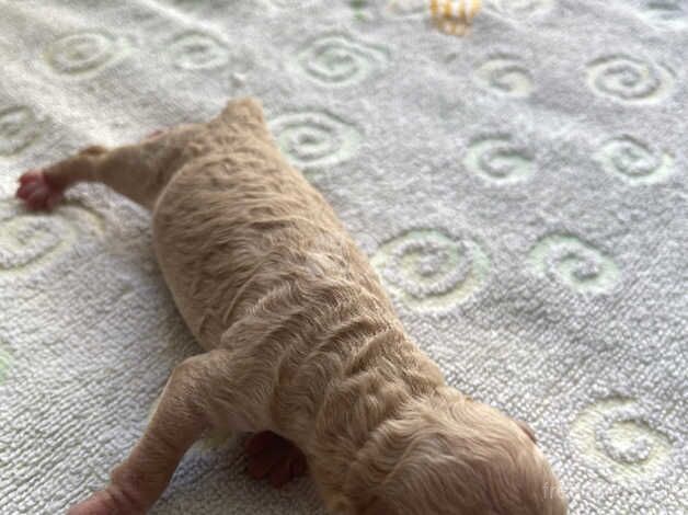 Puppies miniature poodles for sale in Bath, Somerset - Image 5