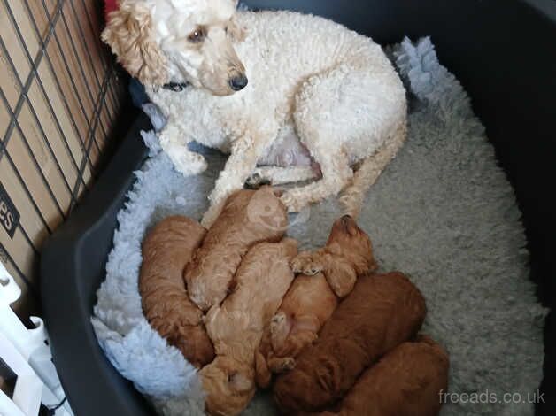 Pure breed toy poodles for sale in Stuartfield, Aberdeenshire - Image 1